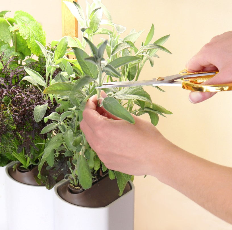 Prêt à Pousser Lilo Edition – Smarter Indoor-Kräutergarten mit 3 Pflanzplätzen in Weiss