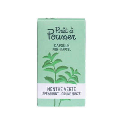 Grüne Minze (Kräuter Blumen)